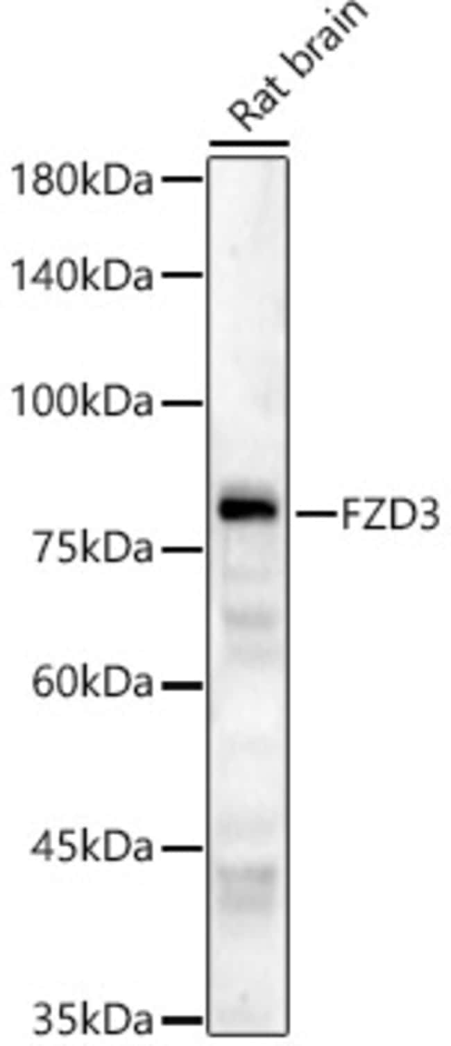 100UL FZD3 ANTIBODY 100 ul
