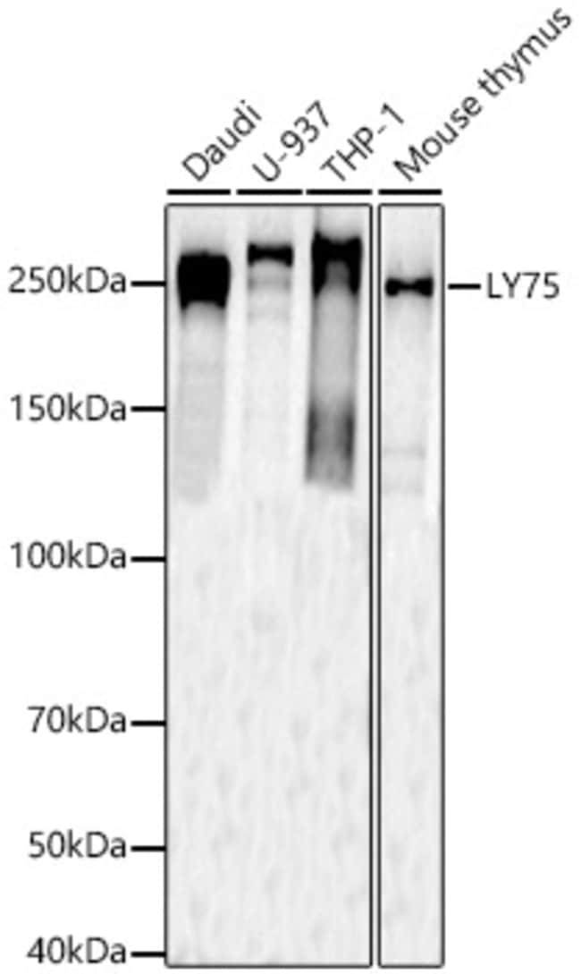 100UL CD205 ANTIBODY 100 ul