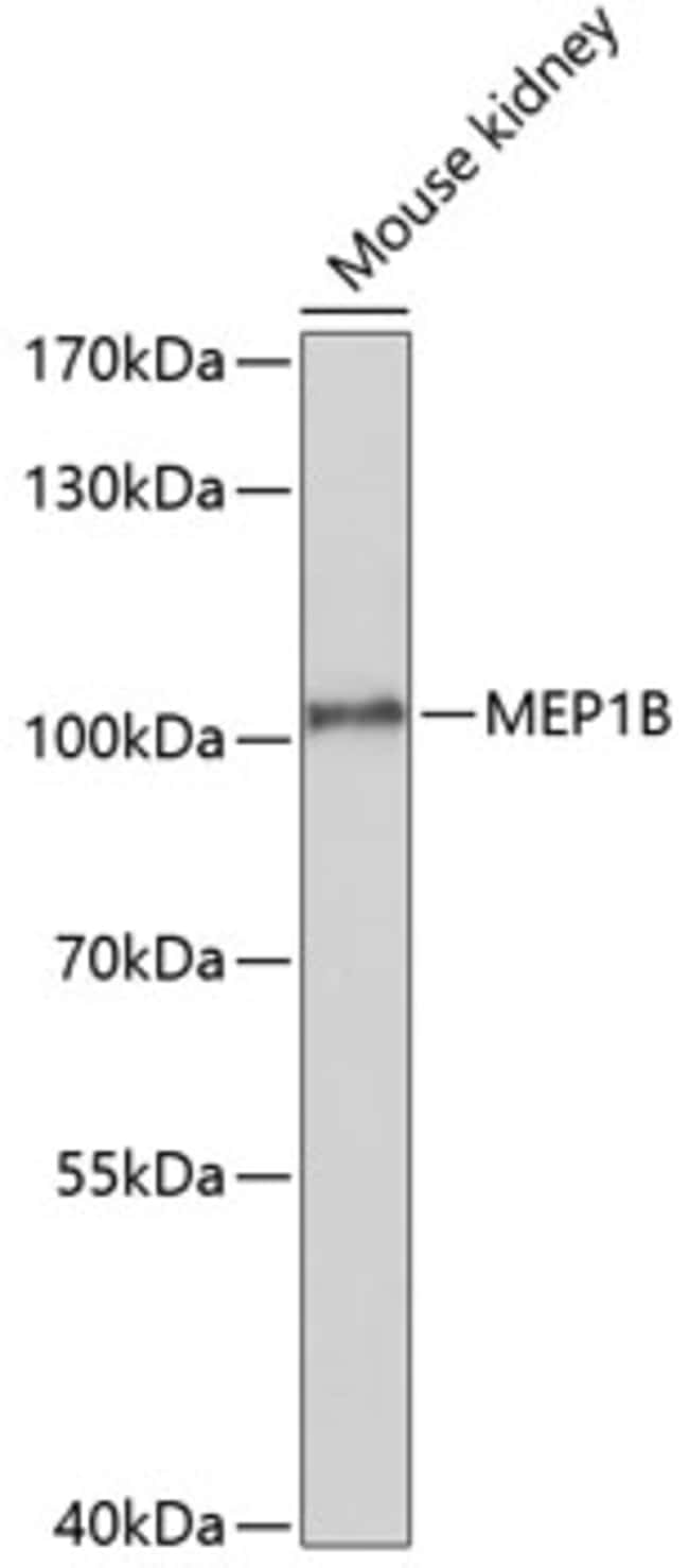 100UL MEP1B ANTIBODY 100 ul