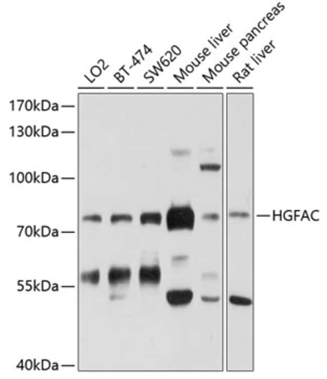 100UL HGF ACTIVATOR ANTIBODY 100 ul