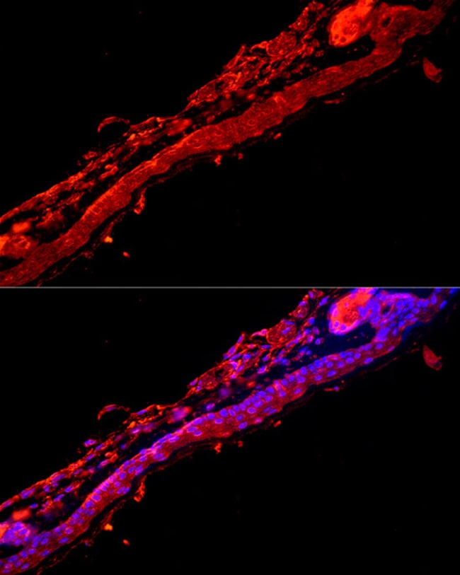 100UL KRT9 ANTIBODY 100 ul