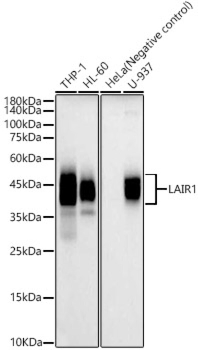 100UL LAIR1 ANTIBODY 100 ul