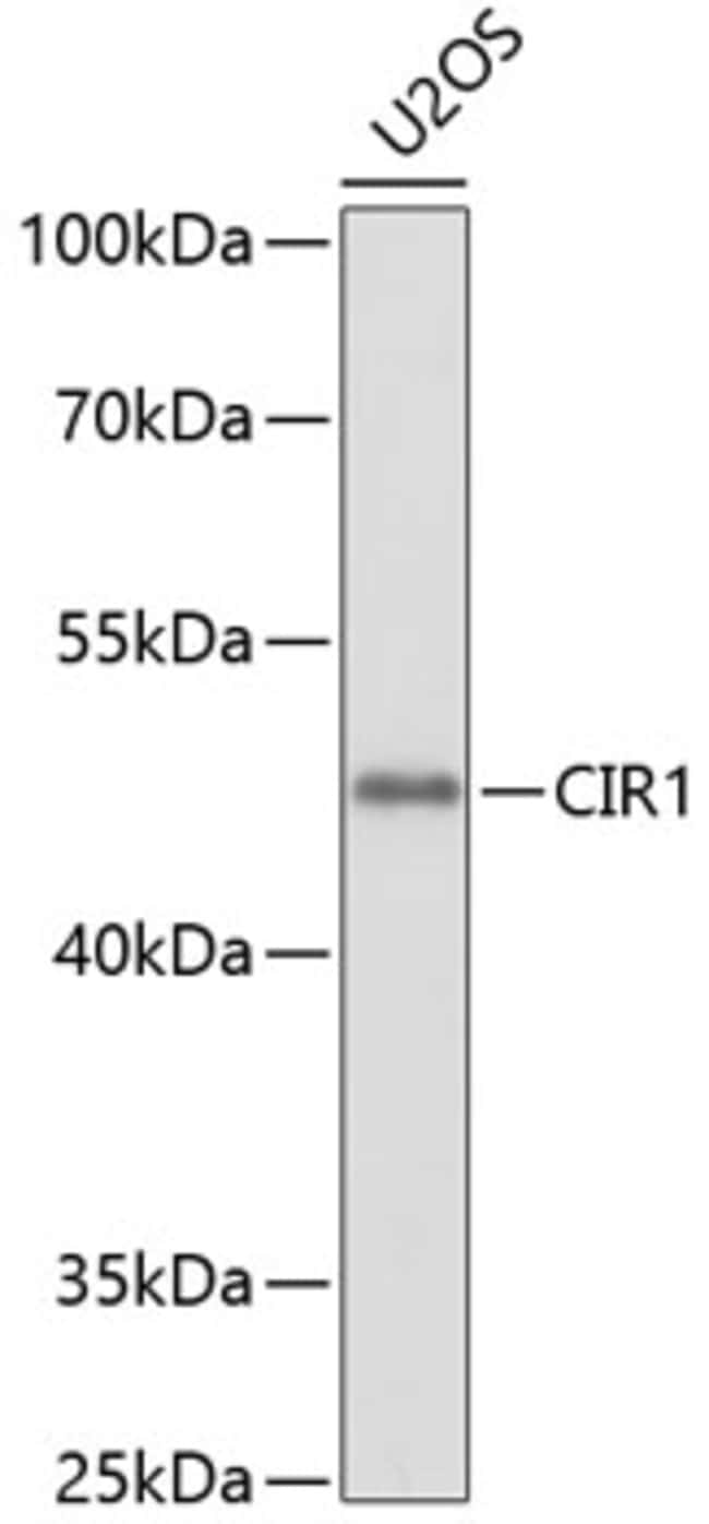 100UL CIR1 ANTIBODY 100 ul