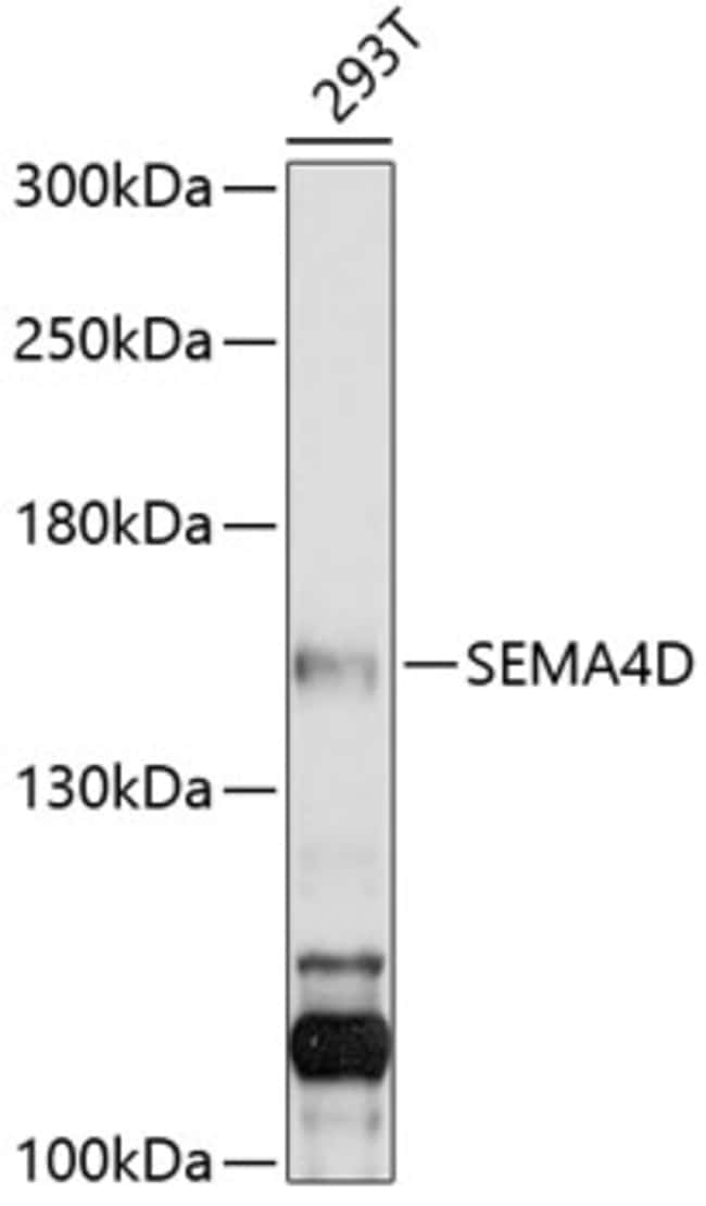 100UL CD100 ANTIBODY 100 ul