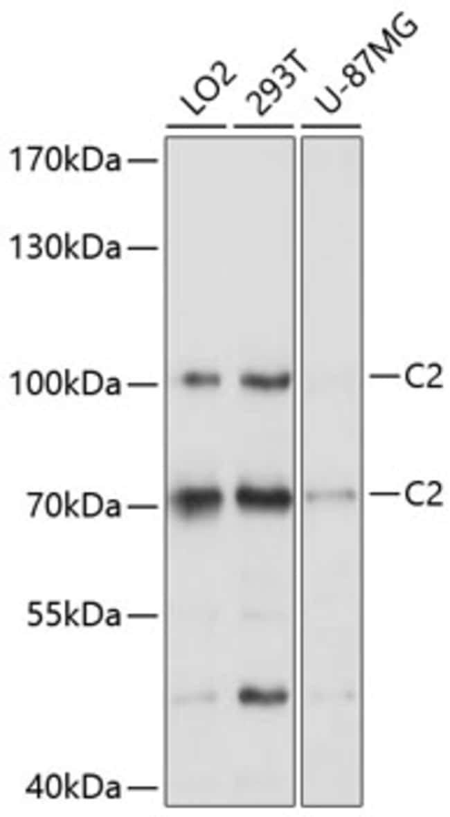 100UL C2 ANTIBODY 100 ul