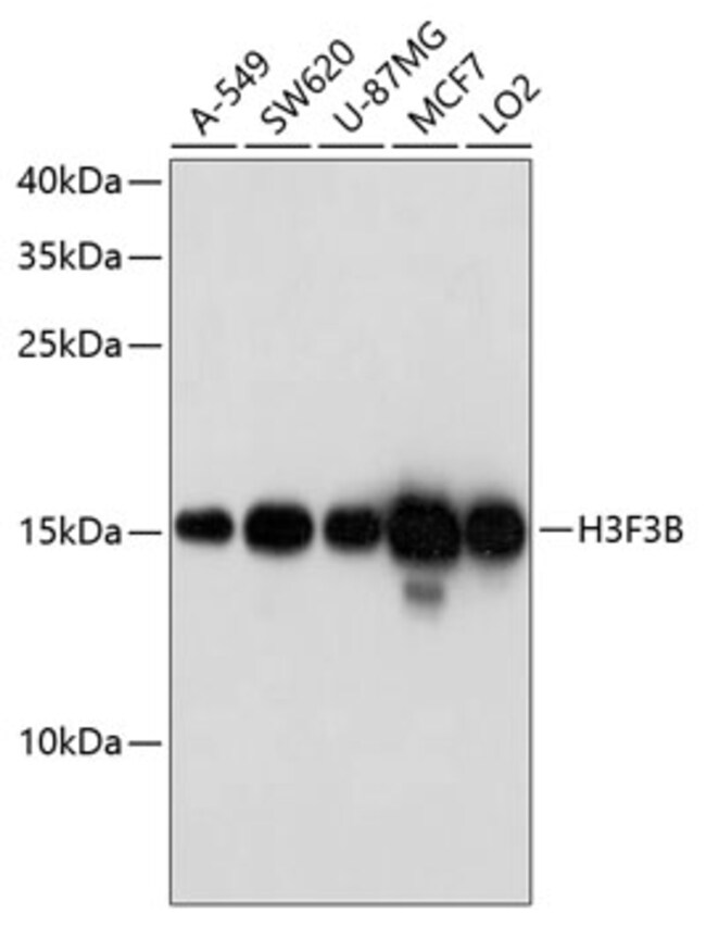 100UL HISTONE H3.3 ANTIBODY 100 ul