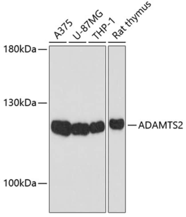100UL ADAMTS2 ANTIBODY 100 ul