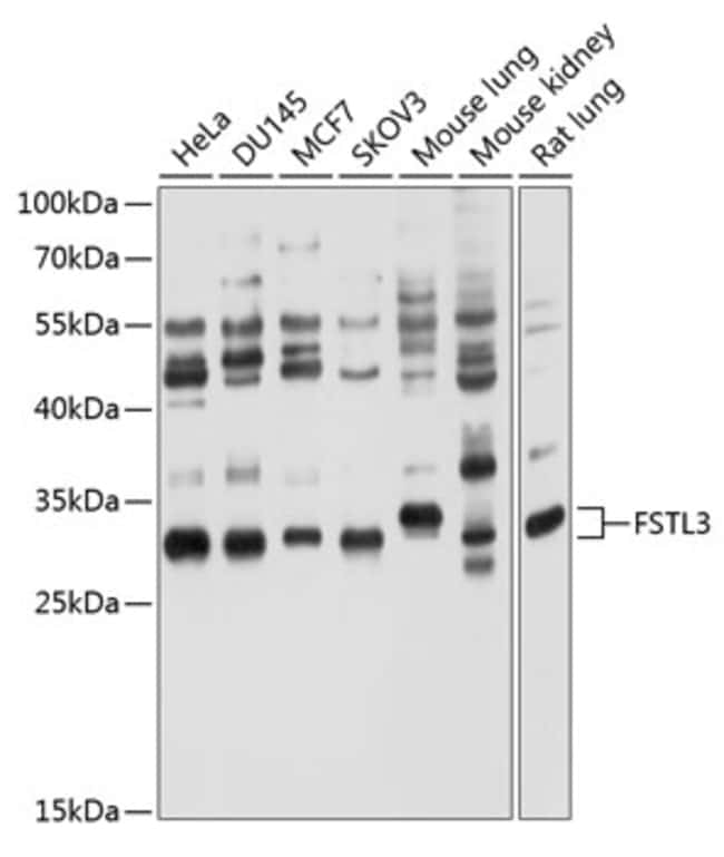 100UL FLRG ANTIBODY 100 ul