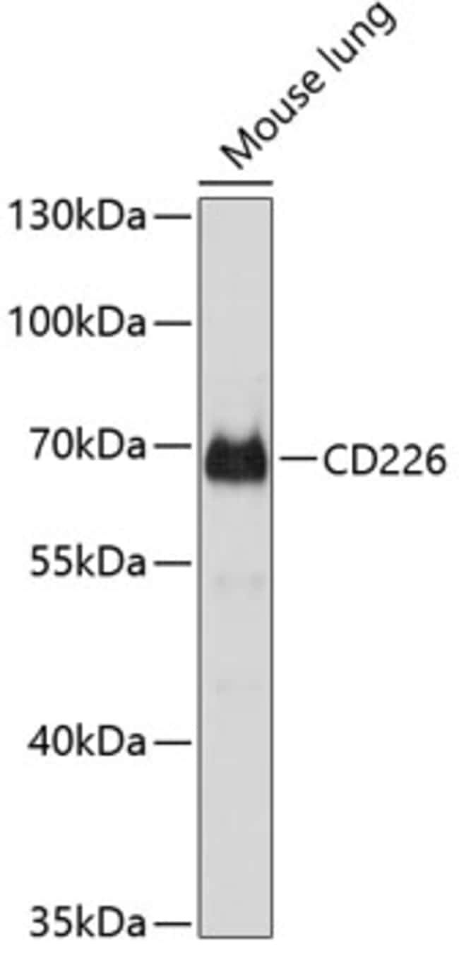 100UL CD226 ANTIBODY 100 ul