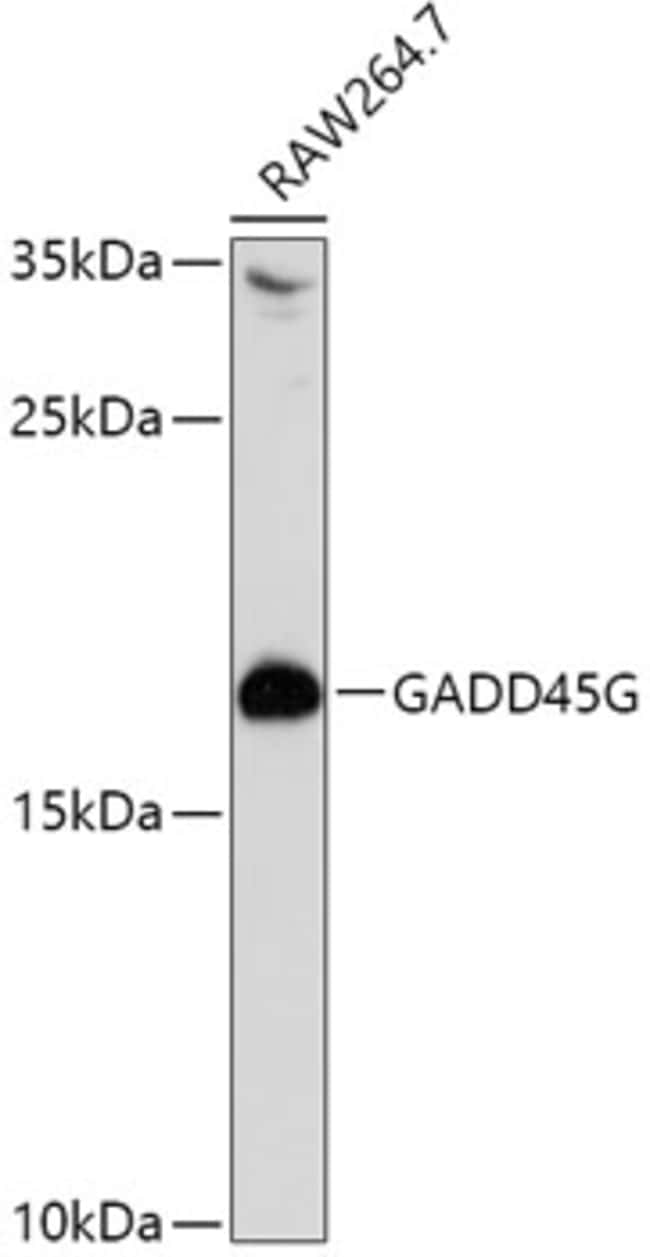 100UL GADD45G ANTIBODY 100 ul