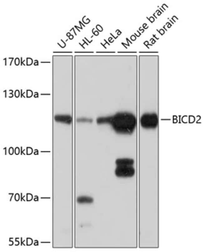 100UL BICD2 ANTIBODY 100 ul