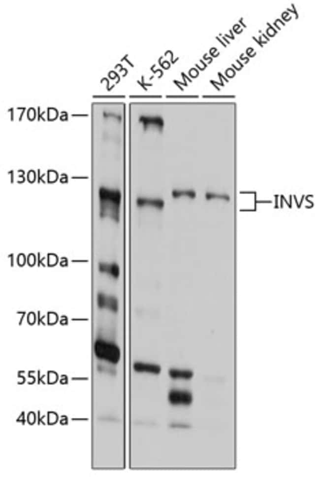 100UL INVS ANTIBODY 100 ul