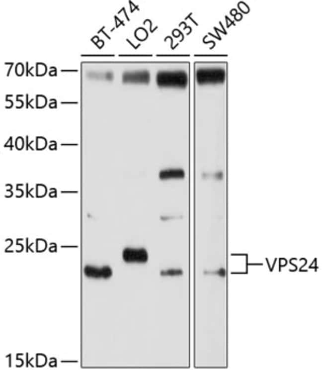 100UL CHMP3 ANTIBODY 100 ul