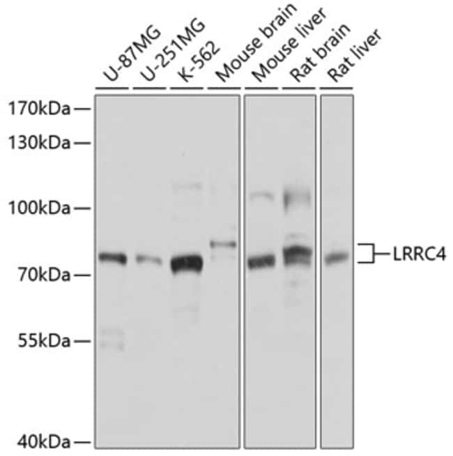 100UL LRRC4 ANTIBODY 100 ul