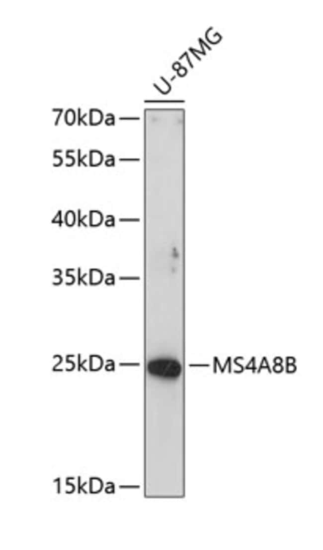 100UL MS4A8B ANTIBODY 100 ul