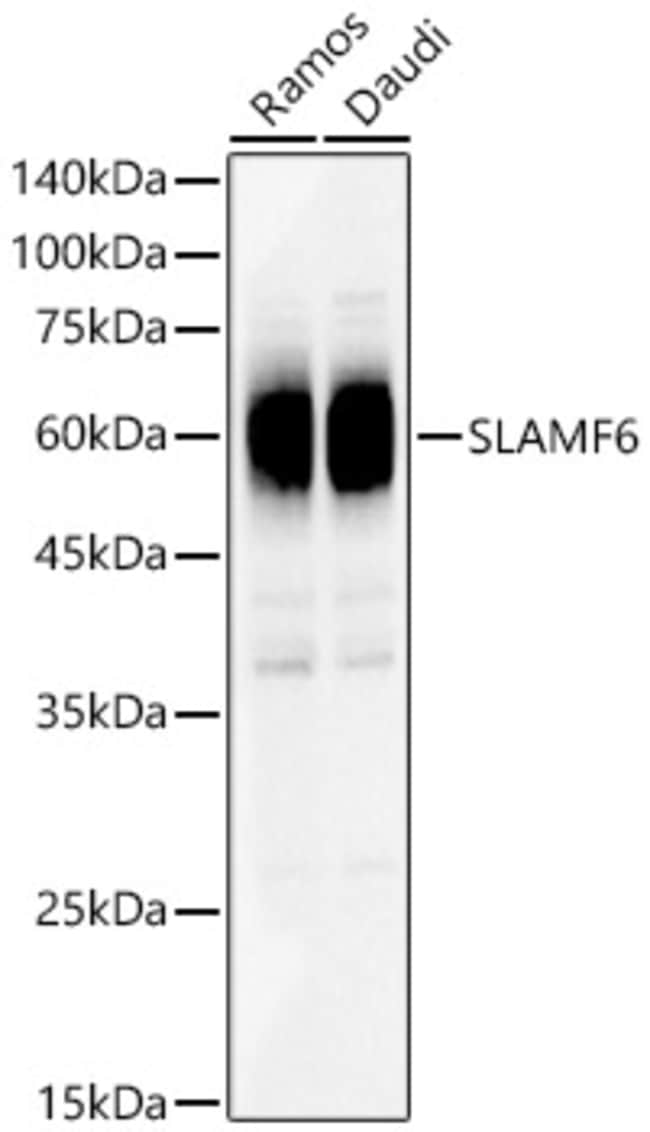 100UL LY-108 ANTIBODY 100 ul