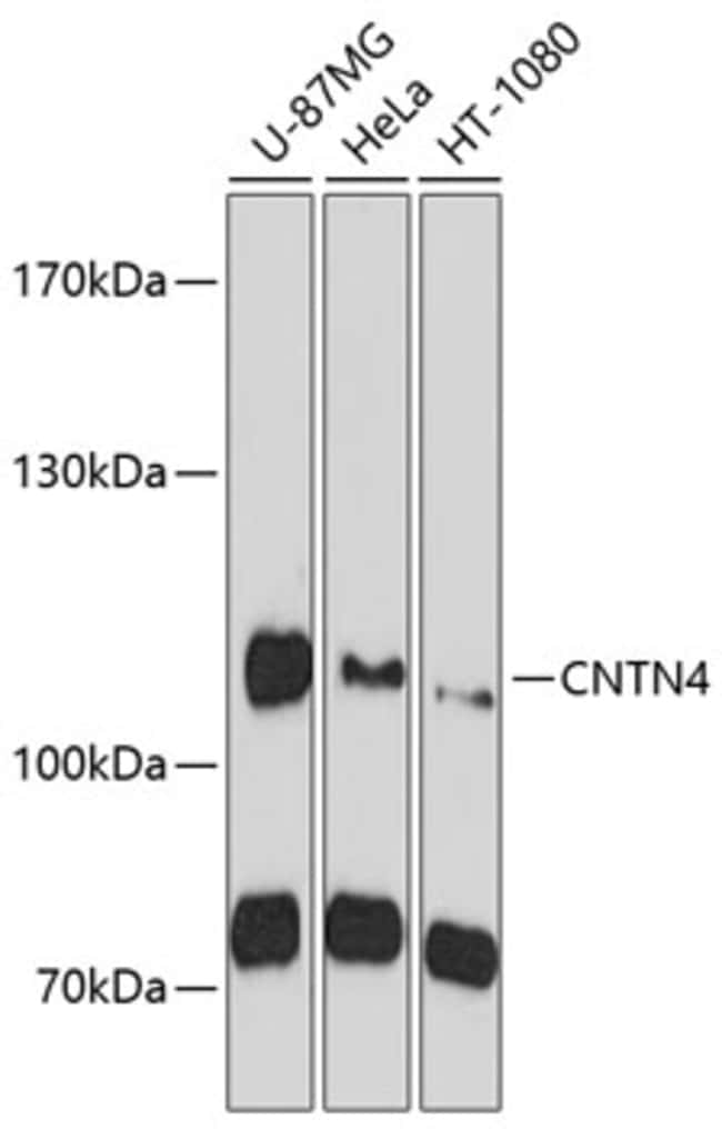 100UL CONTACTIN 4 ANTIBODY 100 ul
