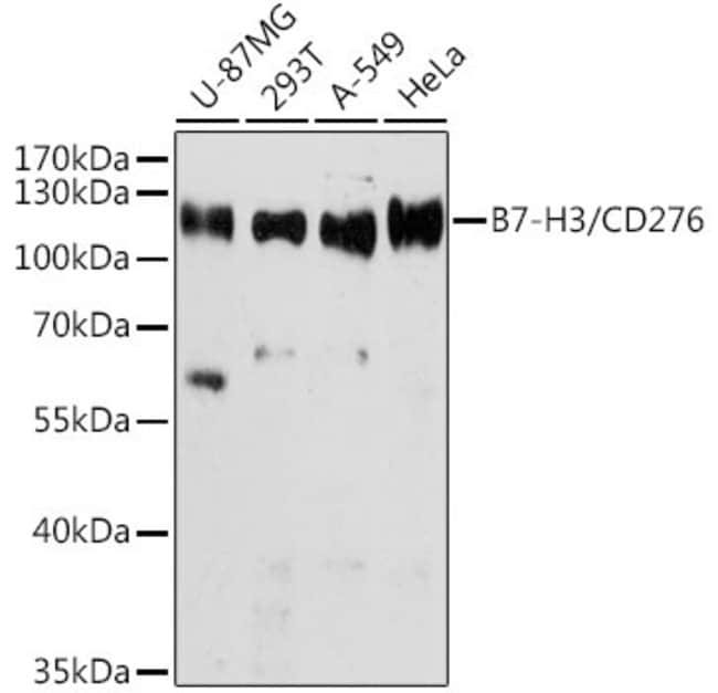 100UL B7-H3 ANTIBODY 100 ul