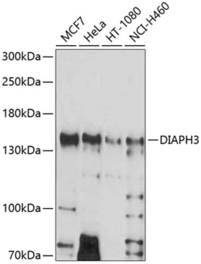 100UL DIAPH3 ANTIBODY 100 ul