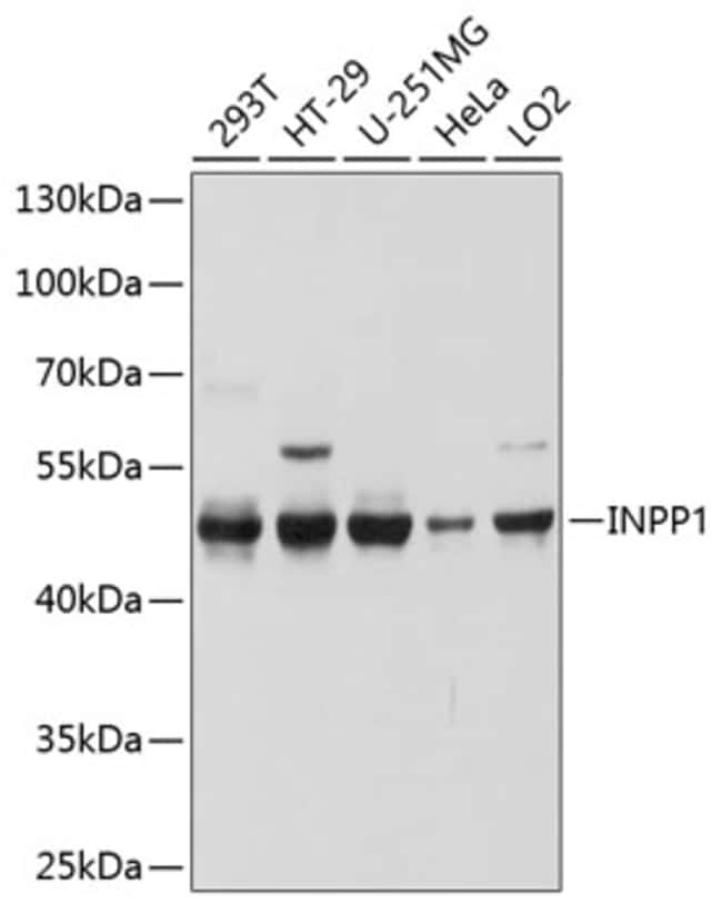 100UL INPP1 ANTIBODY 100 ul