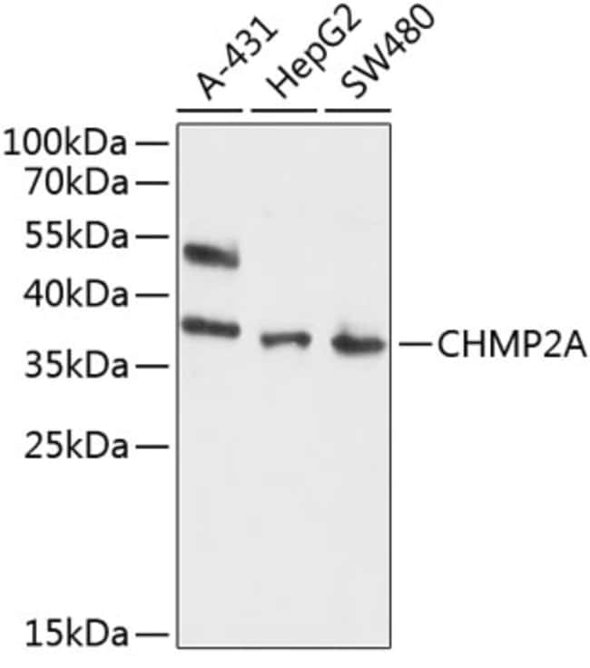 100UL CHMP2A ANTIBODY 100 ul