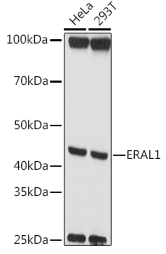 100UL ERAL1 ANTIBODY 100 ul