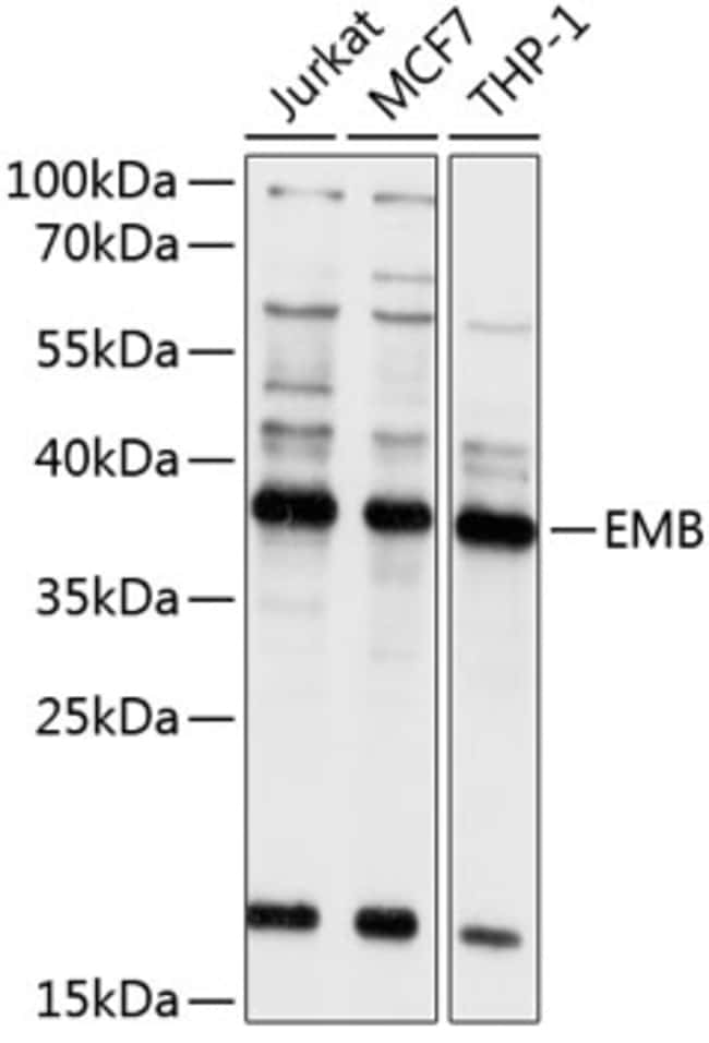 100UL EMBIGIN ANTIBODY 100 ul