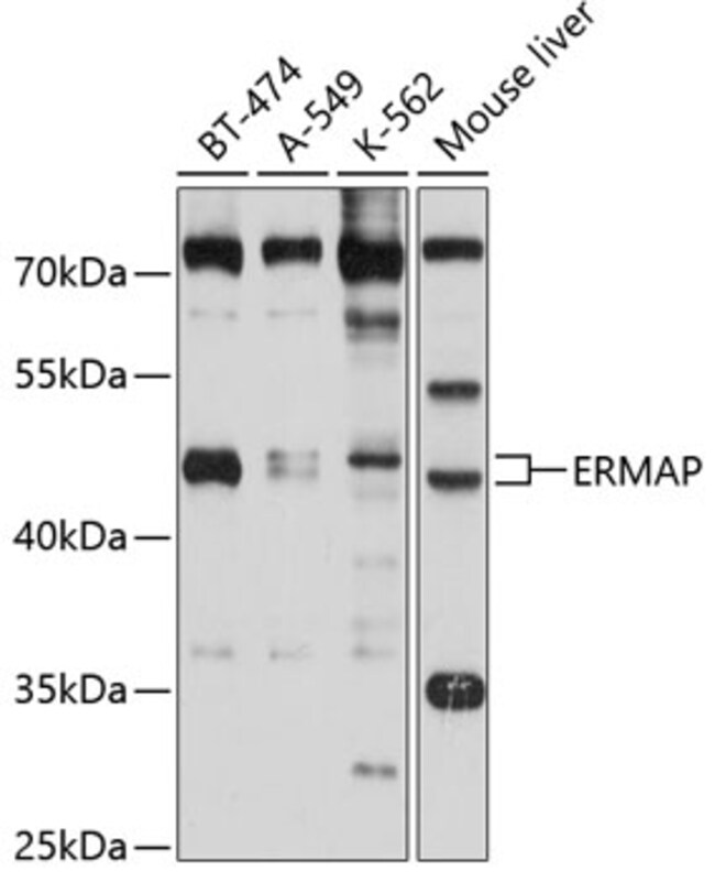 100UL ERMAP ANTIBODY 100 ul