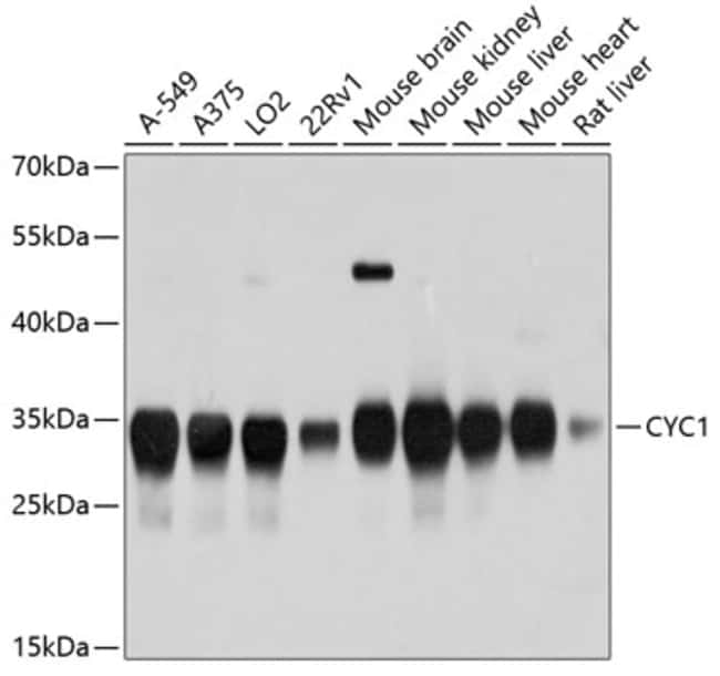 100UL CYTOCHROME C1 ANTIBODY 100 ul