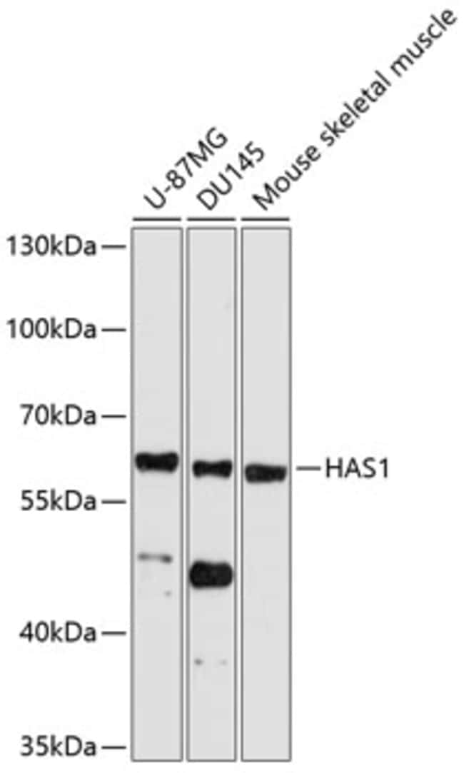 100UL HAS1 ANTIBODY 100 ul