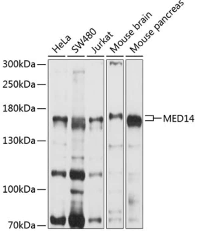 100UL MED14 ANTIBODY 100 ul