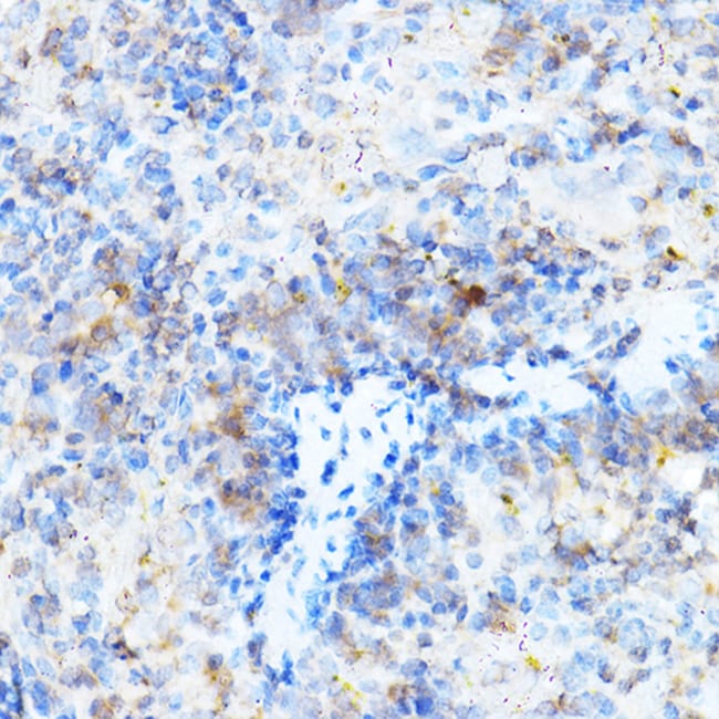 100UL MULT1  (NKG2D LIGAND) ANTIBODY 100