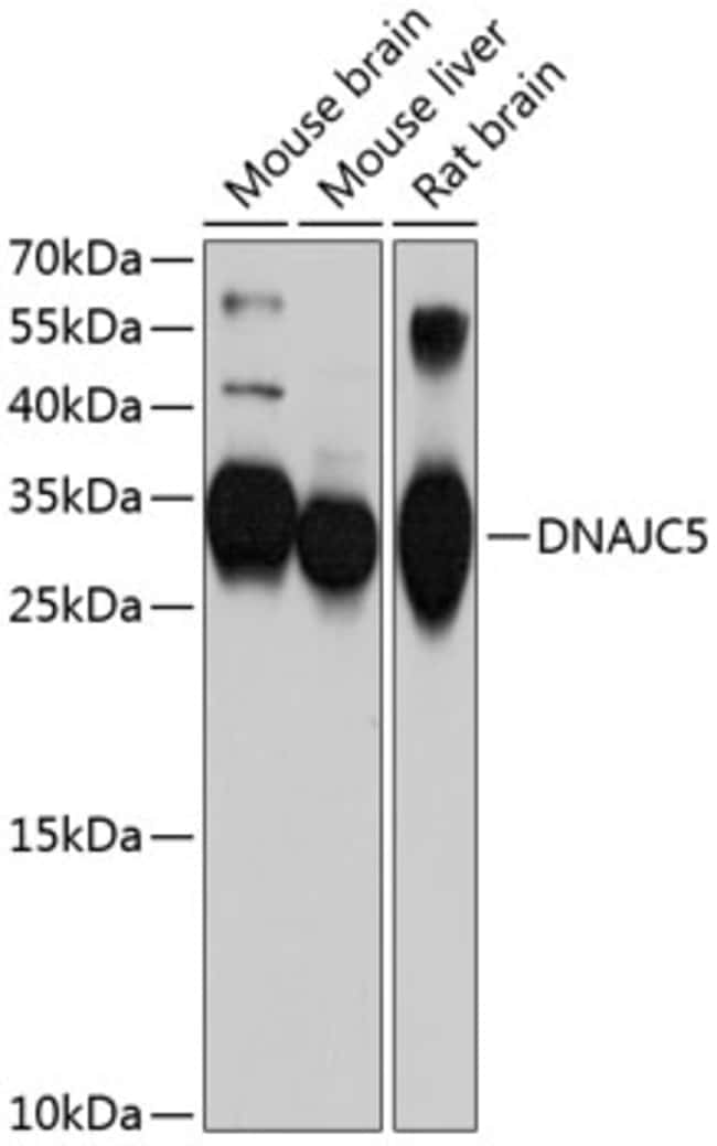 100UL CSP ALPHA ANTIBODY 100 ul