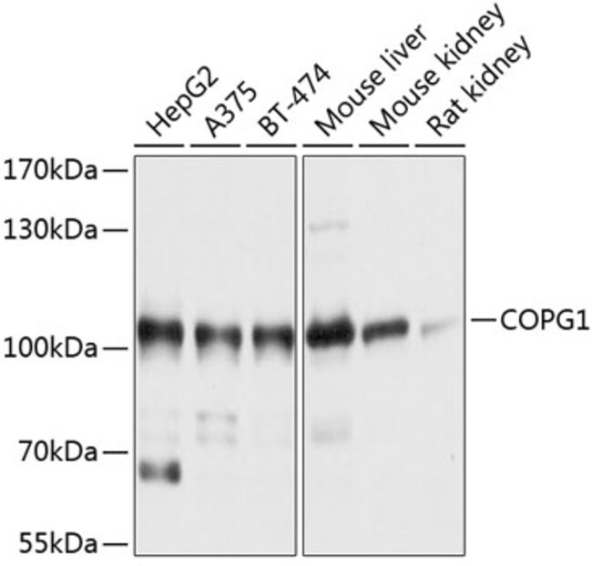 100UL COPG ANTIBODY 100 ul