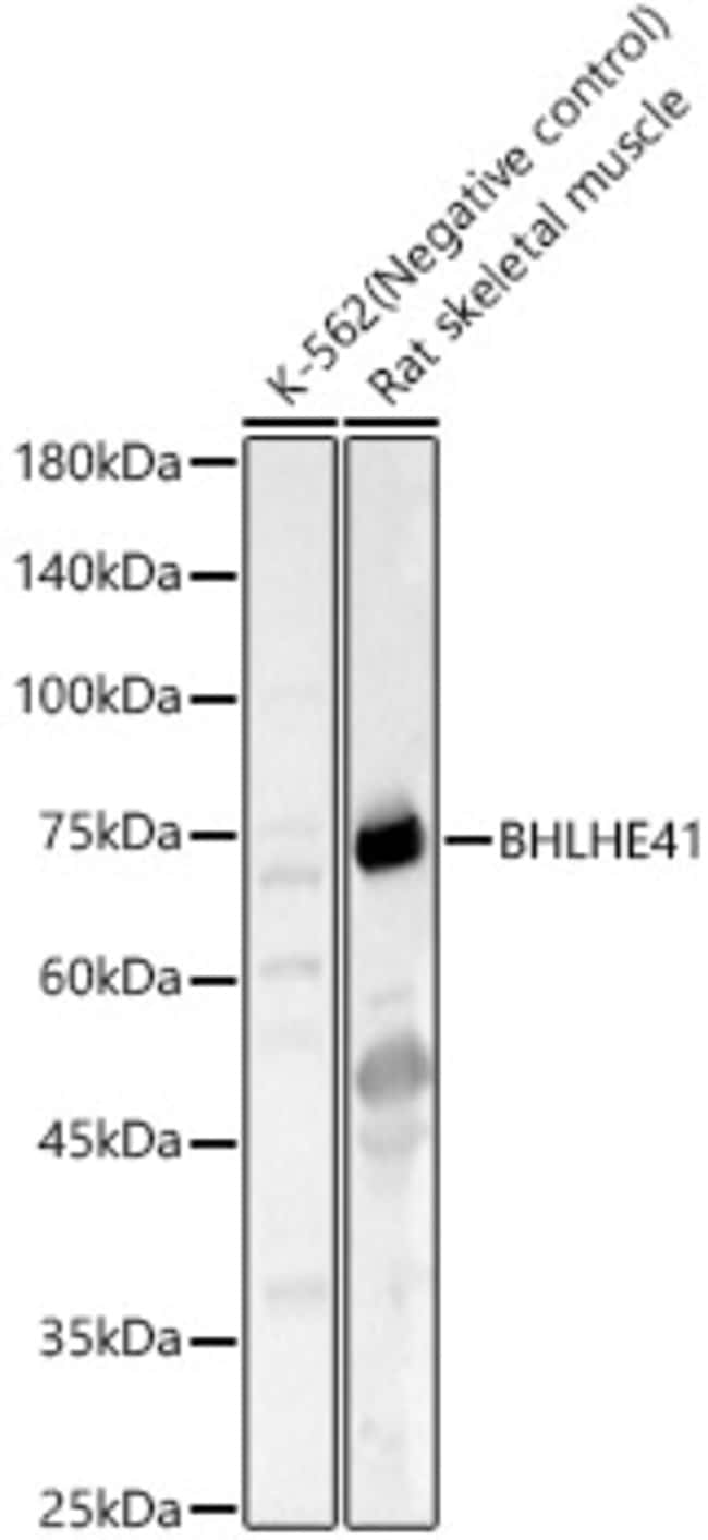 100UL BHLH3 ANTIBODY 100 ul