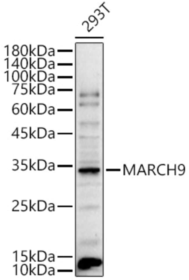 100UL MARCH9 ANTIBODY 100 ul