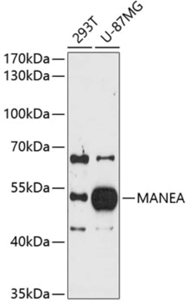 100UL MANEA ANTIBODY 100 ul