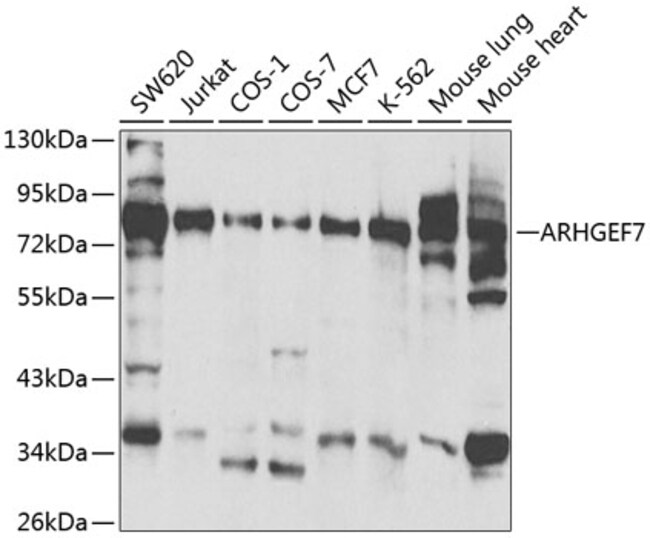 100UL ARHGEF7 ANTIBODY 100 ul