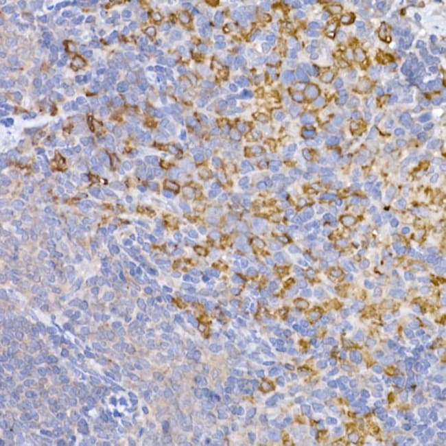 100UL HMOX1 ANTIBODY 100 ul