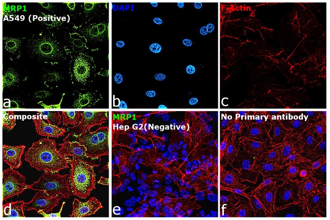 100UL MRP1 ANTIBODY 100 ul