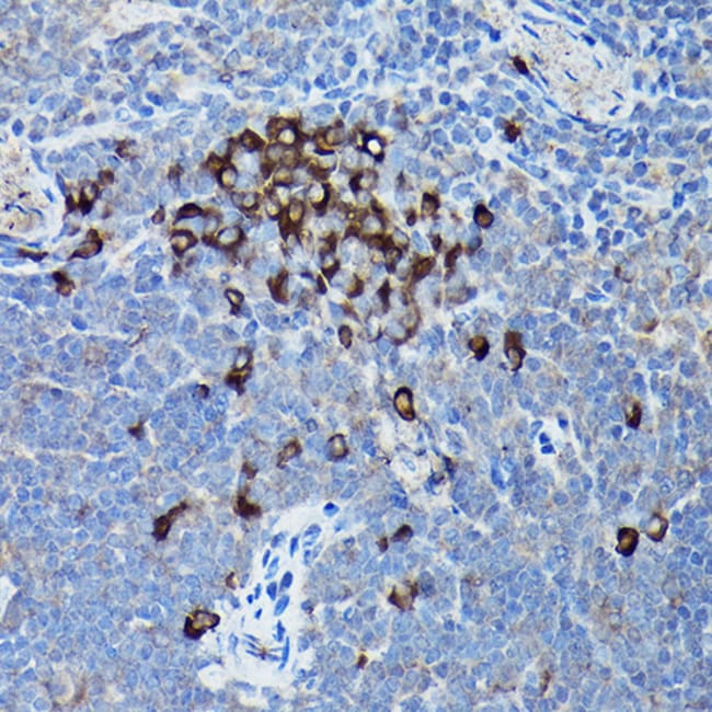 100UL CHOP ANTIBODY 100 ul