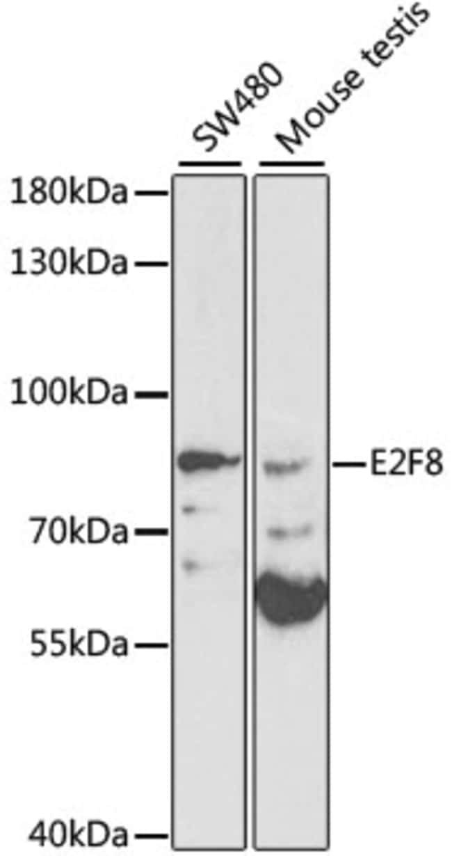 100UL E2F8 ANTIBODY 100 ul