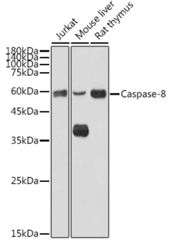 100UL CASPASE 8 ANTIBODY 100 ul
