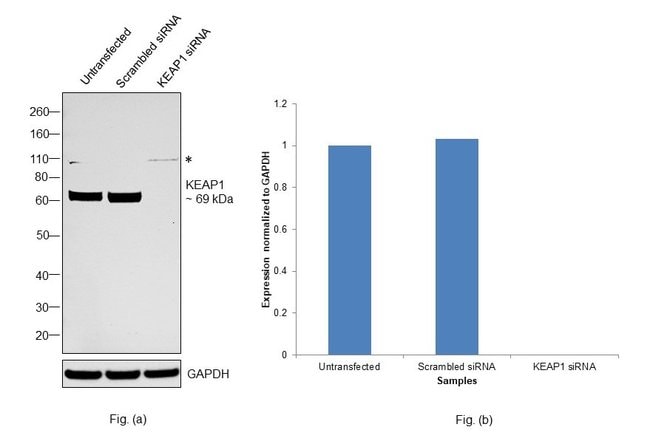 100UL KEAP1 ANTIBODY 100 ul