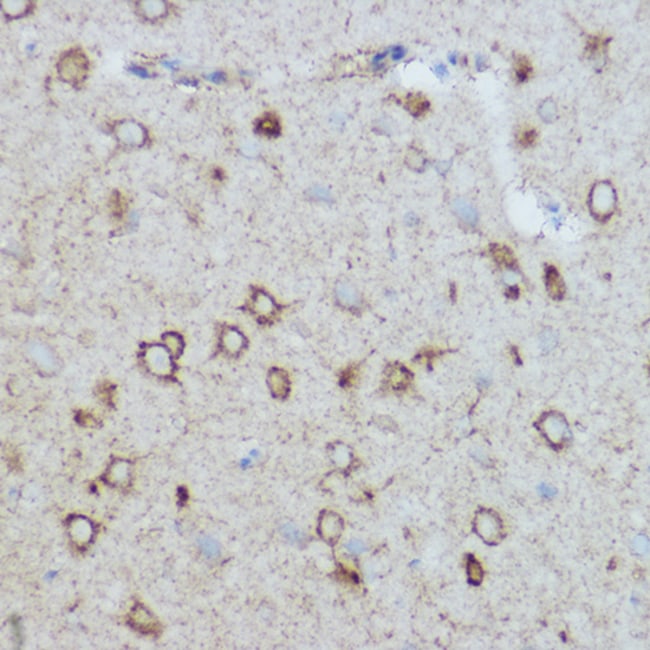 100UL MTCO2 ANTIBODY 100 ul