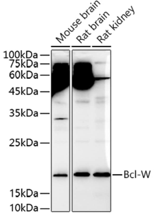 100UL BCL-W ANTIBODY 100 ul