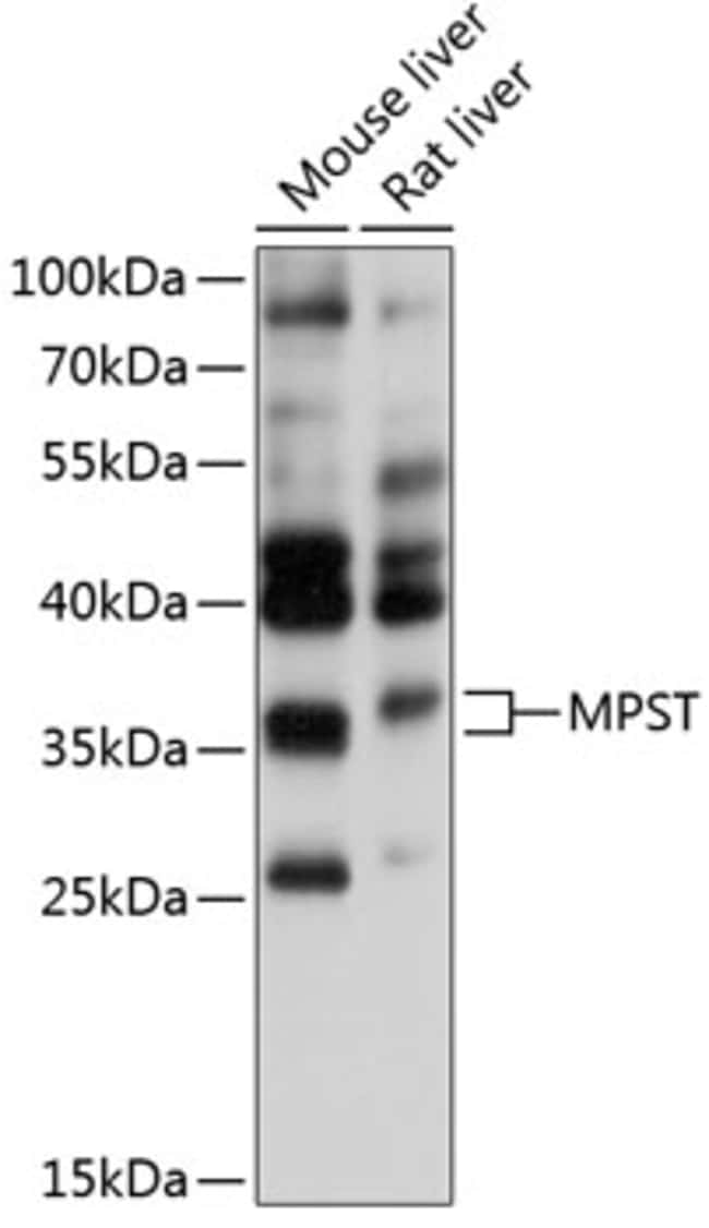 100UL MPST ANTIBODY 100 ul
