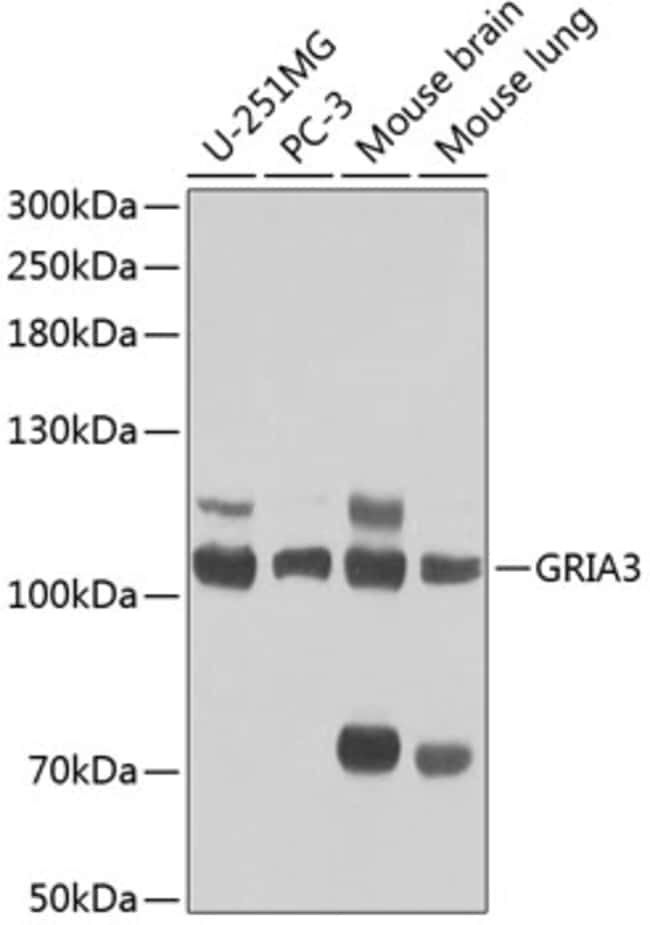 100UL GLUR3 ANTIBODY 100 ul
