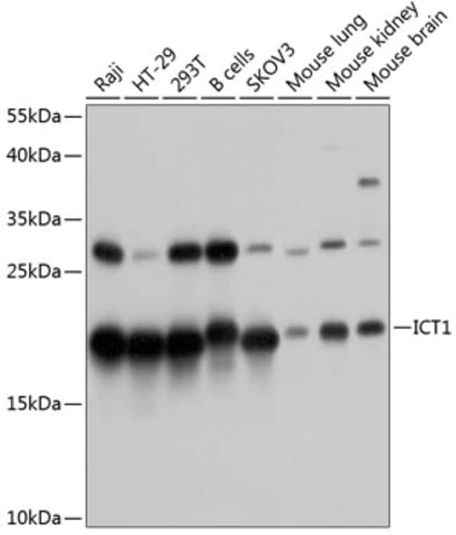 100UL ICT1 ANTIBODY 100 ul