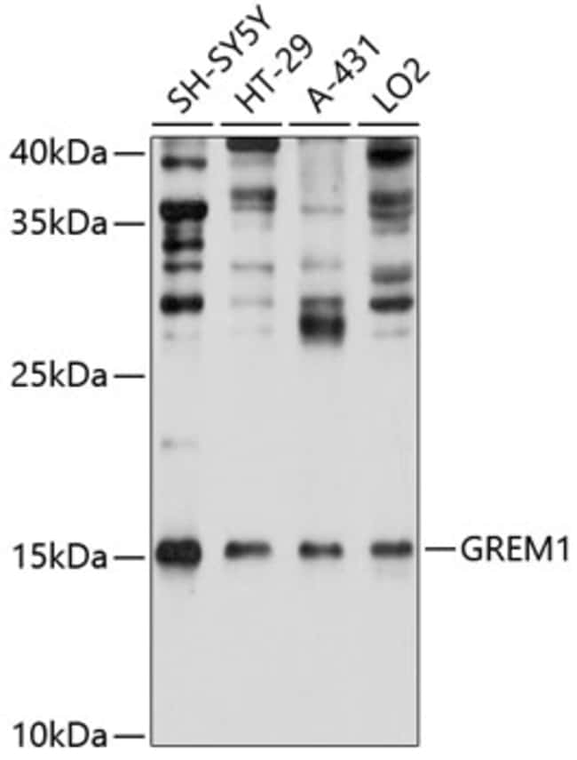 100UL GREM1 ANTIBODY 100 ul